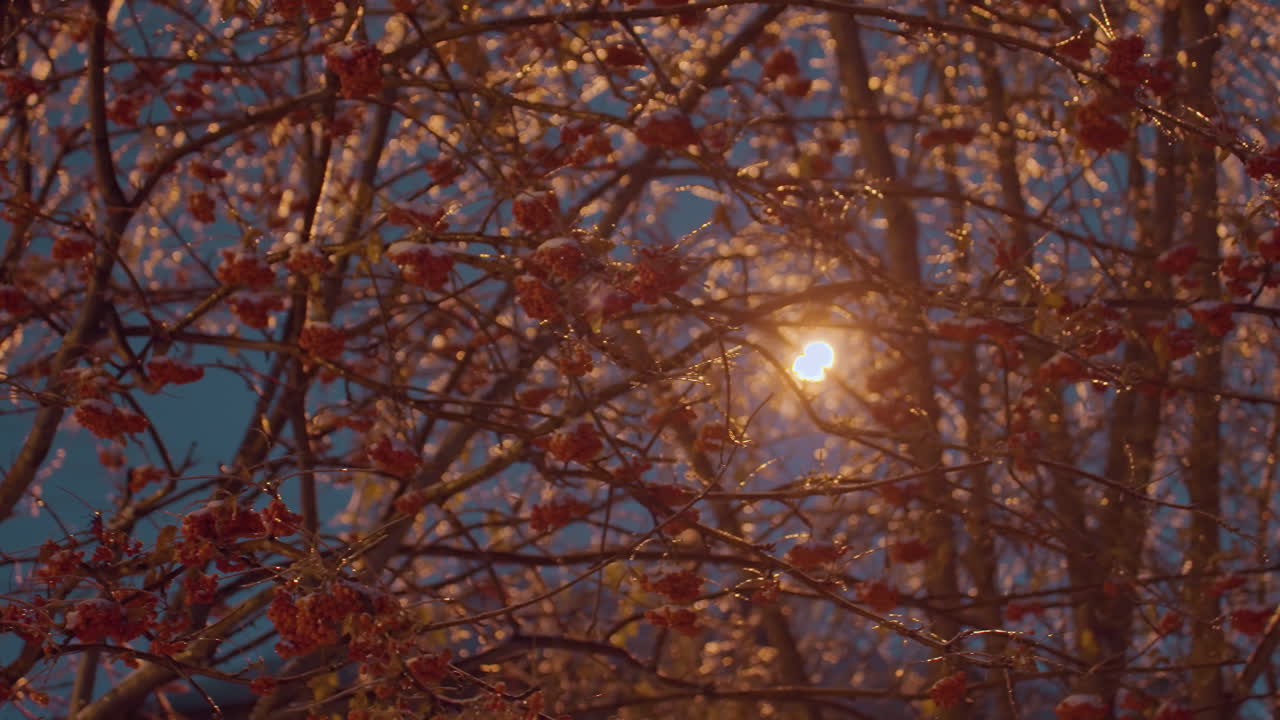 얼음으로 인 나무 가지와 생생한 은 열매의 어리는 따뜻한 황금빛 아래 반이고, 진한 파란 저녁 하늘을 배경으로 활기차고 조용한 겨울 장면을 만니다.