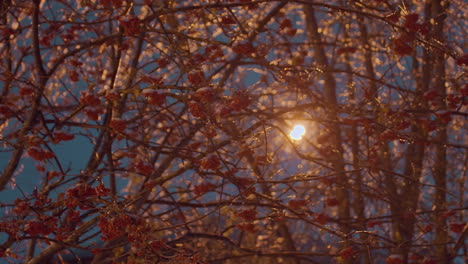 las ramas de los árboles cubiertas de helada y los racimos de bayas rojas brillantes brillan bajo la cálida luz dorada, creando una escena de invierno vibrante y serena contra un cielo azul profundo de la tarde.