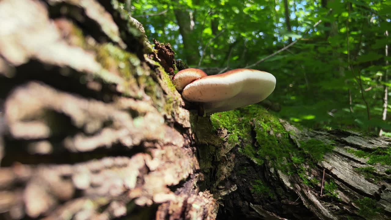 모스 로그 (mossy log) 에서 자라는 레지노스 폴리포어 (resinous polypore shelf mushroom)