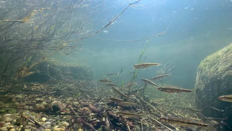 eurasian minnows (phoxinus phoxinus) looking for a best place for spawning in a shallow river. estonia.