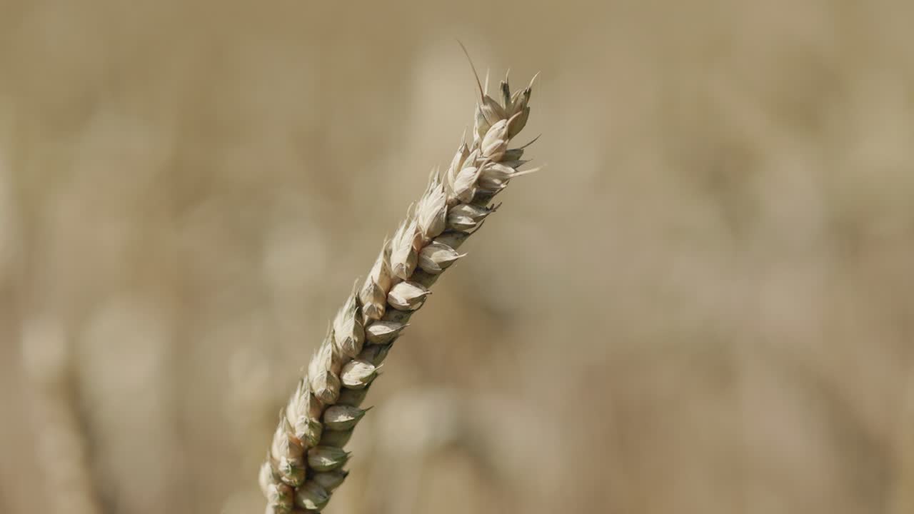 зерновое поле с коричневыми зерновыми стеблями для сбора урожая