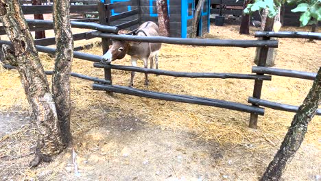 shot of a donkey on a enclosed livestock fence eating hay in slowmotion