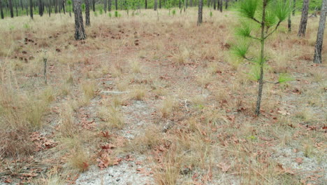 Disparo-De-Drones-Inclinándose-En-Un-Bosque-De-Pinos-De-Hoja-Larga-En-El-Invierno-Comenzando-En-El-Suelo-Del-Bosque