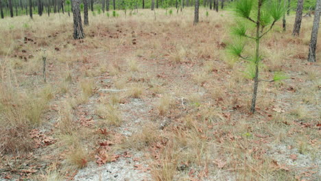 disparo de drones inclinándose en un bosque de pinos de hoja larga en el invierno comenzando en el suelo del bosque