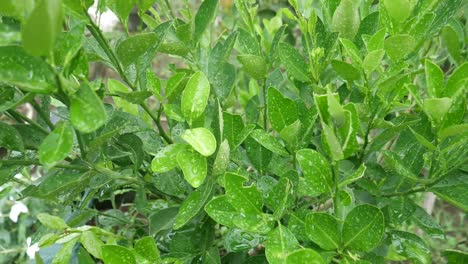 lima kaffir fresca en las ramas