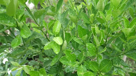 fresh kaffir lime on the branches