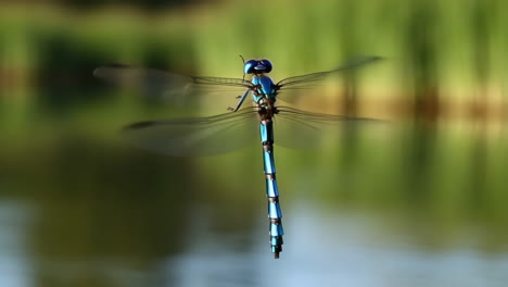 blue dragonfly in flight with blurred green background
