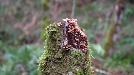 zoom in of pink mushrooms on a dead mossy tree - rosy oysterling