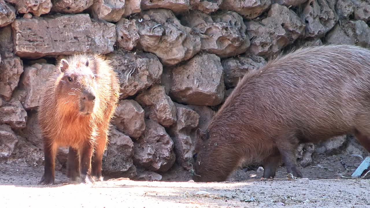 A pair of Capybaras beside a stone wall in a zoo or Greater Capybara (Hydrochoerus hydrochaeris)