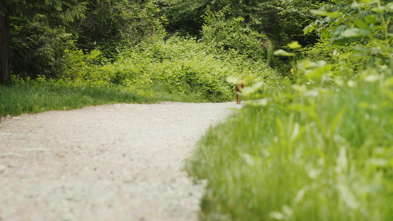 Golden Retriever Puppy Running on a Trail in the Woods