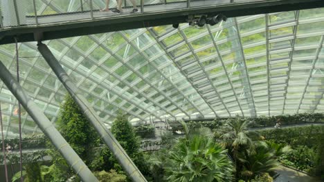 Leves wide view at Cloud forest Gardens by the Bay Singapore Monster leaf