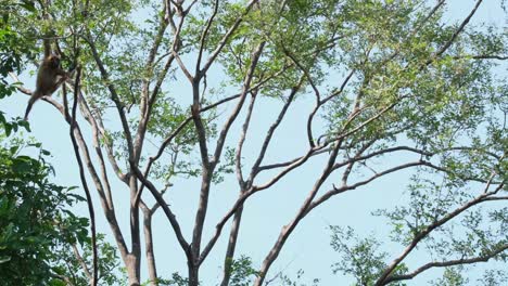 泰國卡恩格克拉<unk>國家公園 (kaeng krachan national park) 的海洛巴特 (lar gibbon hylobates) 動物群