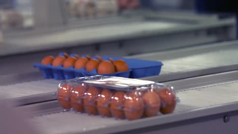 Eggs-moving-on-the-production-line