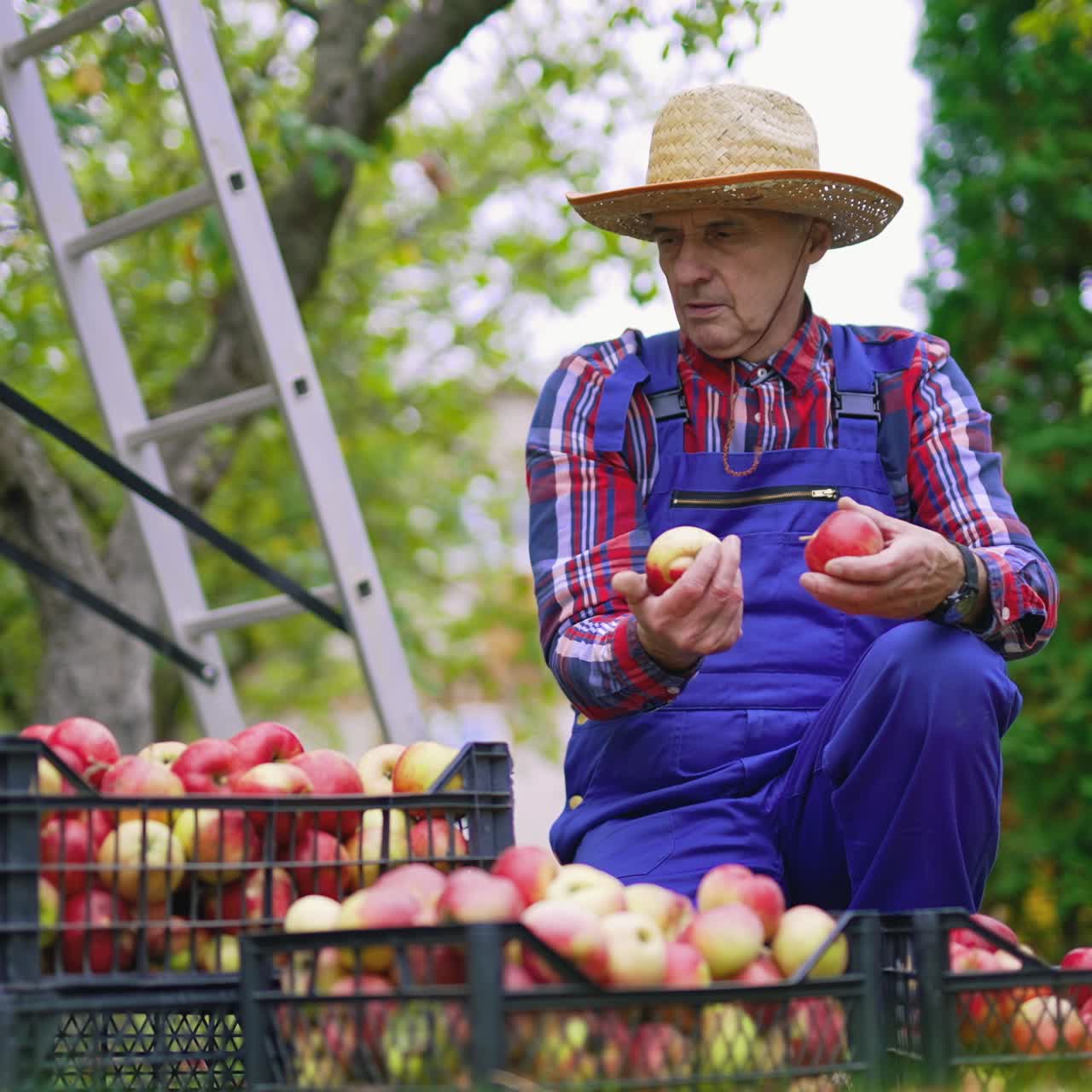 Organic fresh fruits in baskets. Farmer working with baskets full of apples