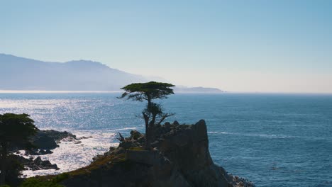 lone cypress tree at 17-mile drive in monterey, california