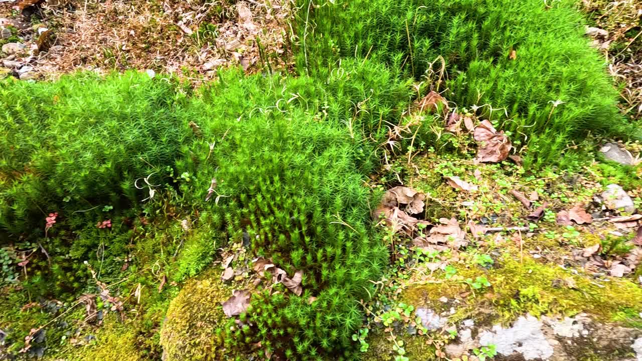 un musgo exuberante que prospera en una superficie de piedra