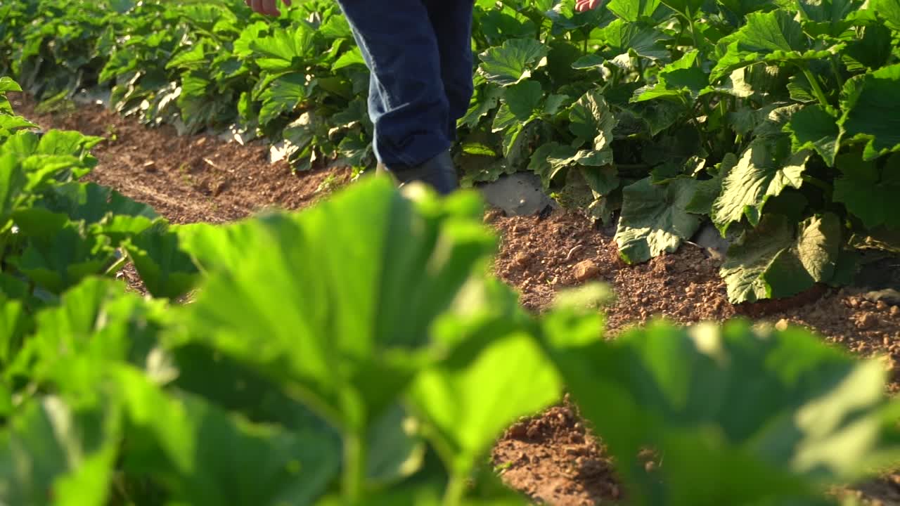 Front view of man farmer in rubber boots on a green field in the rays of the sun at sunset. Cultivation of agricultural products. Organic Products Concept