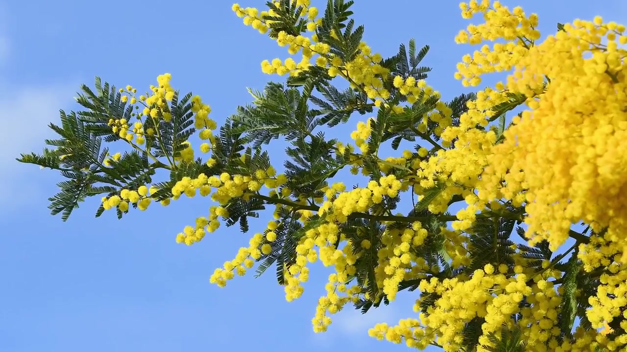 青空を背景に風に揺れる黄色いミモザの花