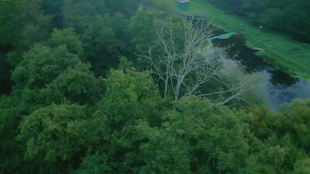 이른 아침 에 두꺼운 나무 잎사귀 사이 에 있는  ⁇ 은 죽은 나무