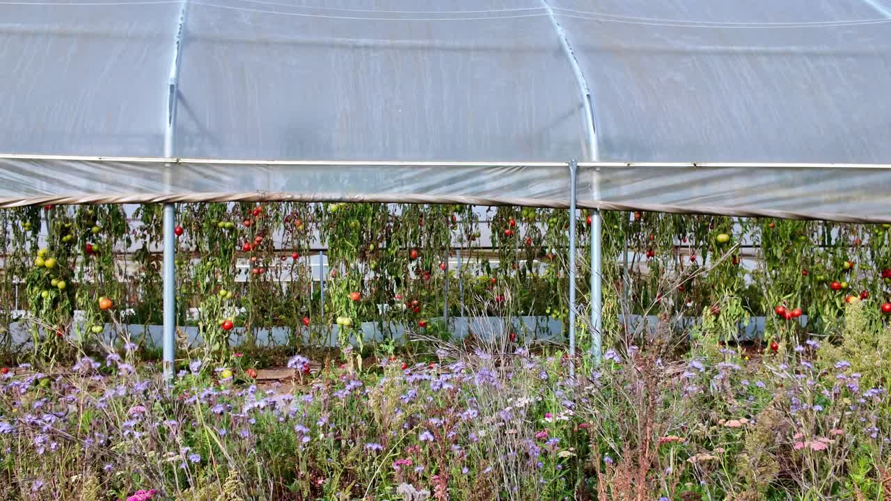 Tomato plants growing in greenhouse with wildflowers in foreground