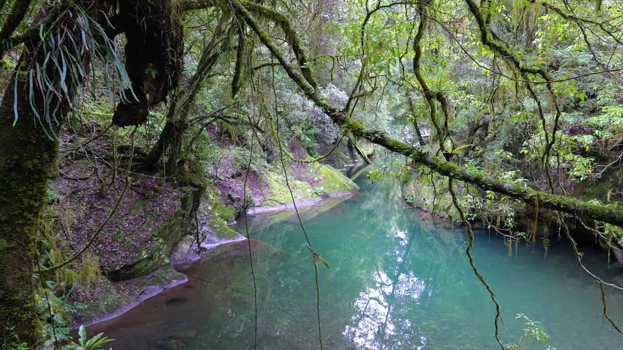 hermosa selva tropical agujero de natación nsw australia