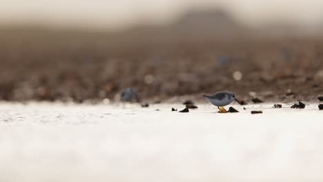 snowy plovers on the shore