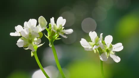 venus flytrap flowers and stems. dionaea muscipula