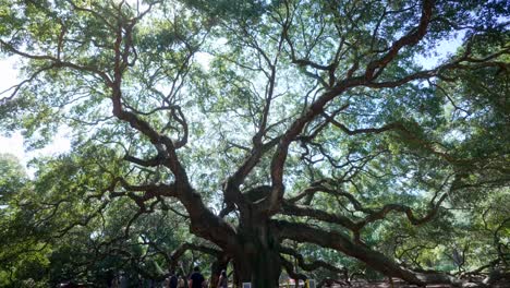 angel oak tree wide angle, south carolina, 4k