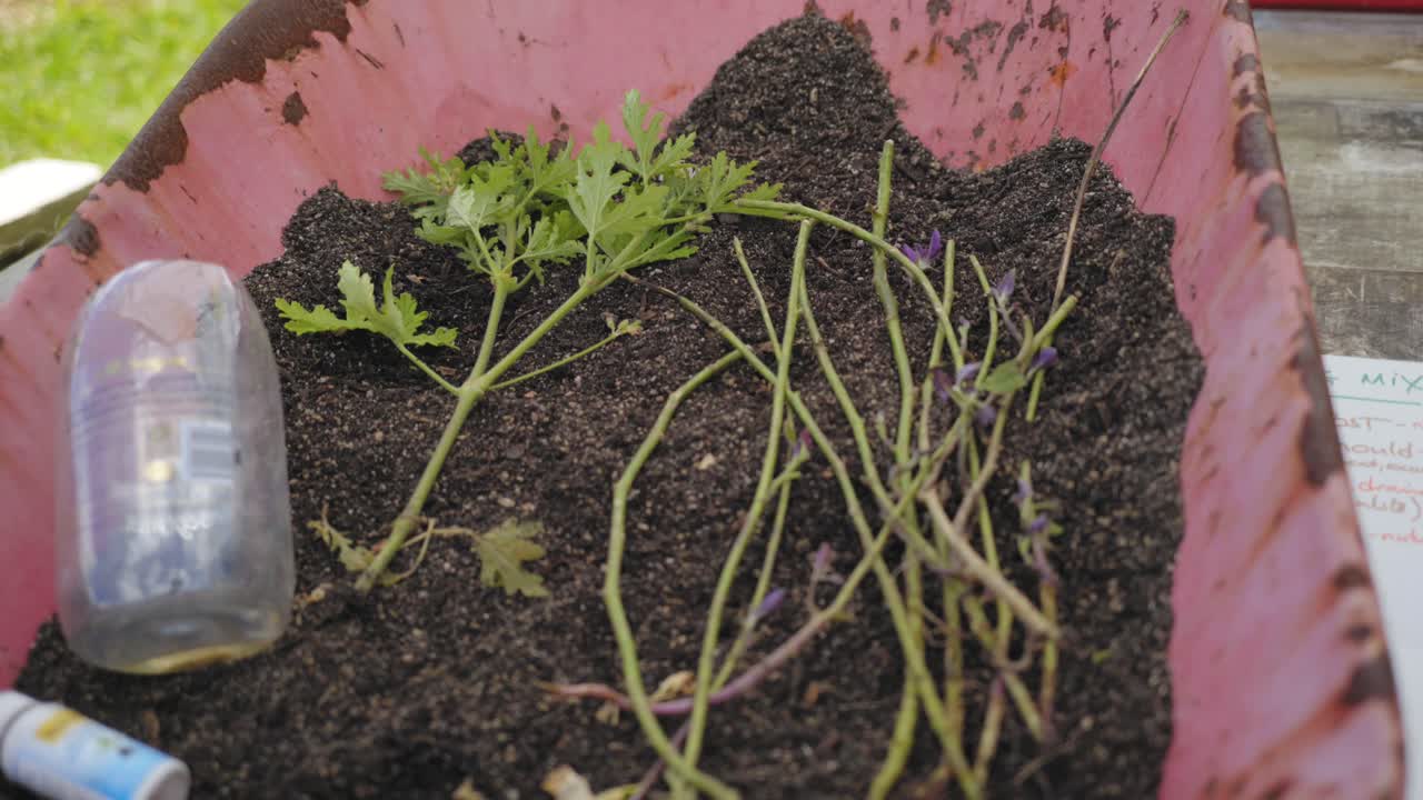 퇴비 잎 곰팡이와 트롤리의 일부 식물은 녹슬었습니다