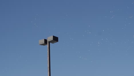 una enorme bandada de gaviotas volando en la distancia con un poste de luz en primer plano