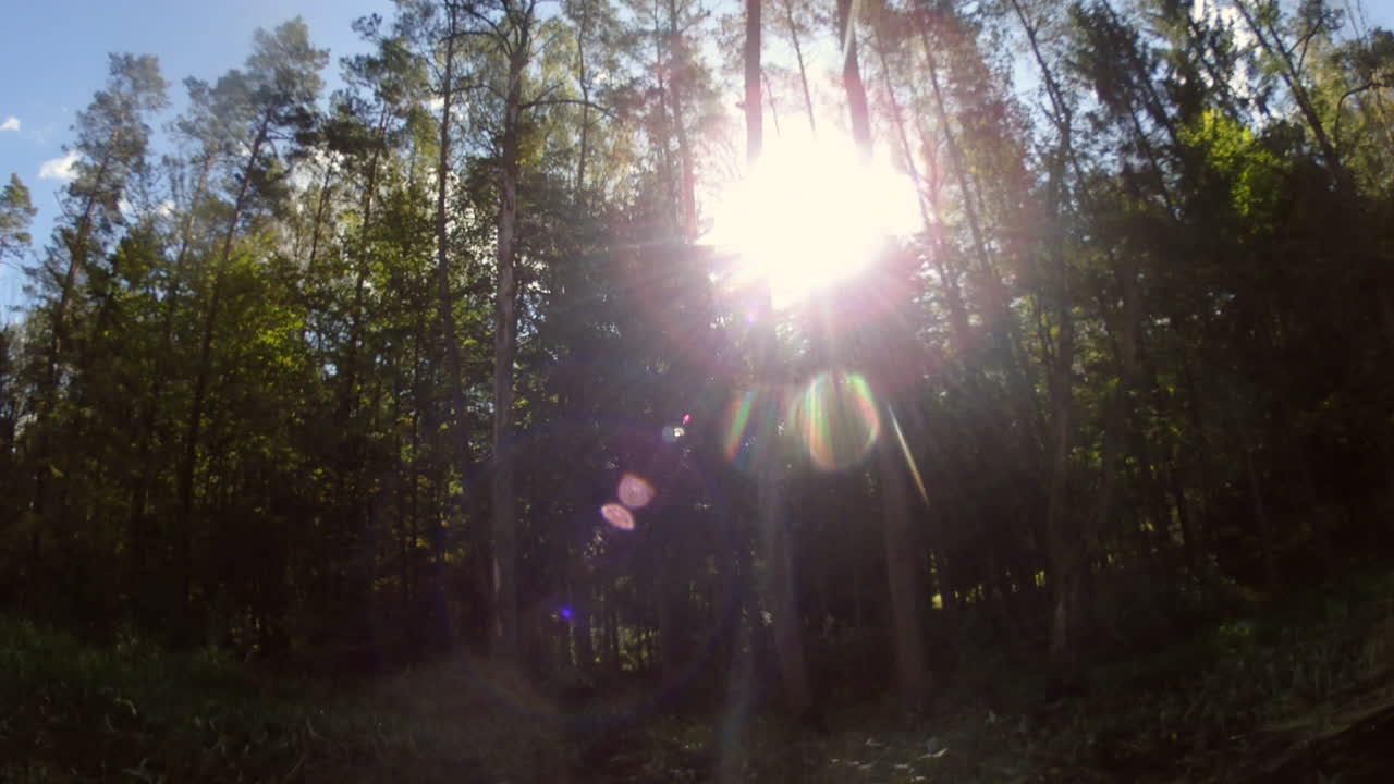 лес и деревья