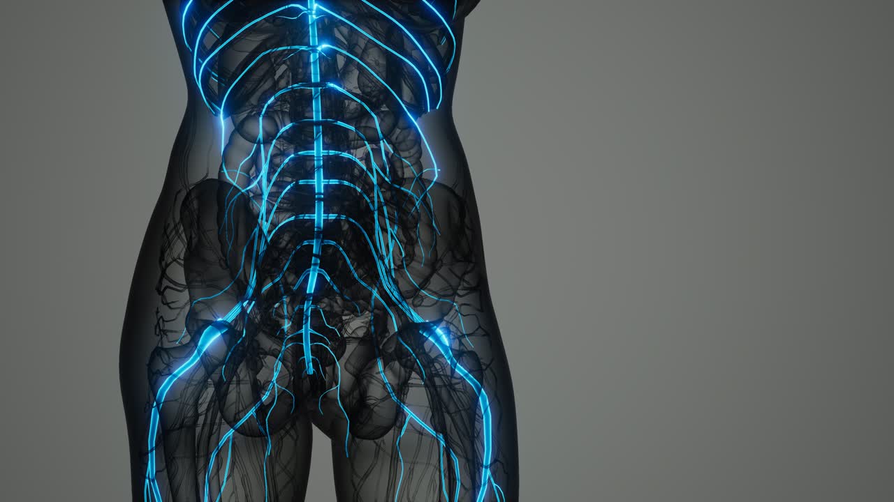 y el sistema nervioso del cerebro humano