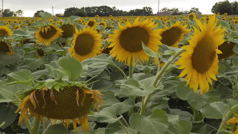 Fast-truck-left-movement-on-a-sunflower-field-in-slow-motion,-end-of-the-day