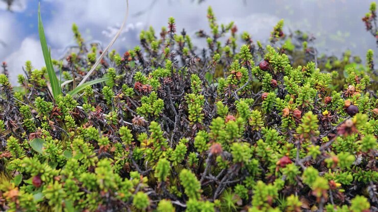 Tundra Artica. Splendido paesaggio naturale della Norvegia