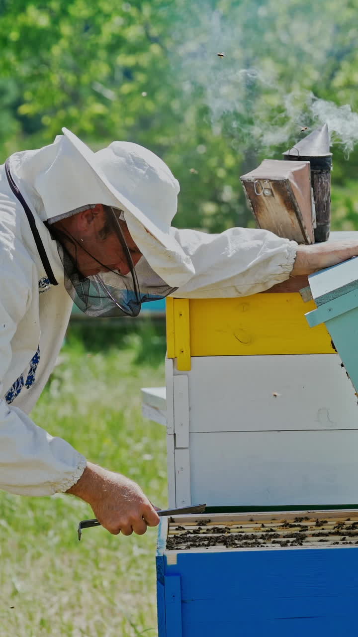 Beekeeper is working with bees and beehives on the apiary. Frames of a bee hive. Apiary concept Vertical video
