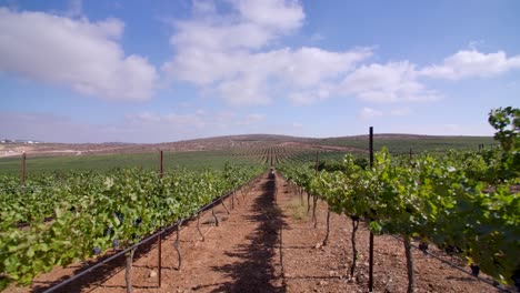 aerial drone shot at eye level inside a vineyard, moving through the plant rows