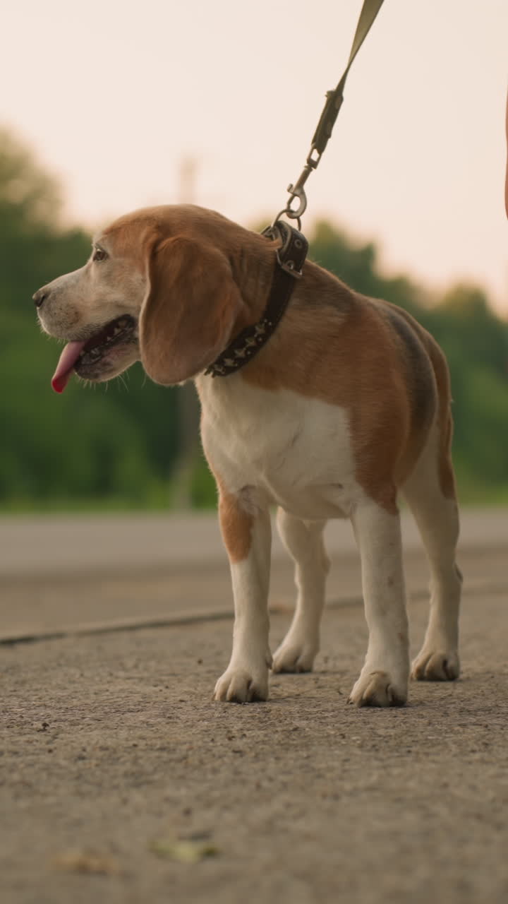 Brown dog on leash standing outdoors beside owner with tongue out, background featuring rural greenery, asphalt road, and warm evening lighting