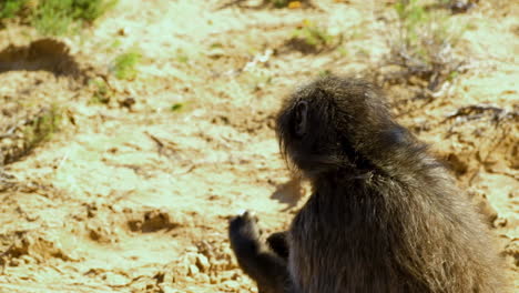 chacma baboon sits in field eating a root, looks around nervously