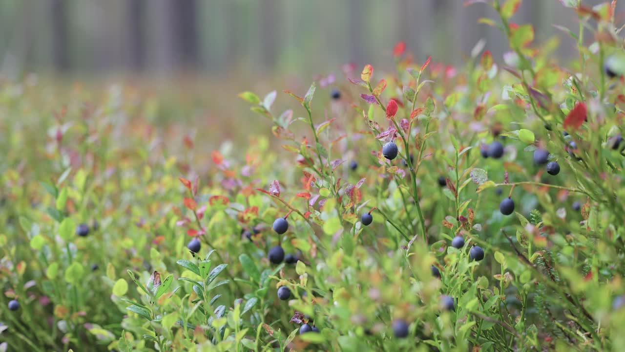 야생 빌베리 (vaccinium myrtillus)