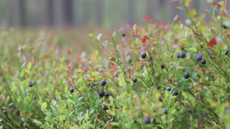 wild bilberries (vaccinium myrtillus) in the forest.