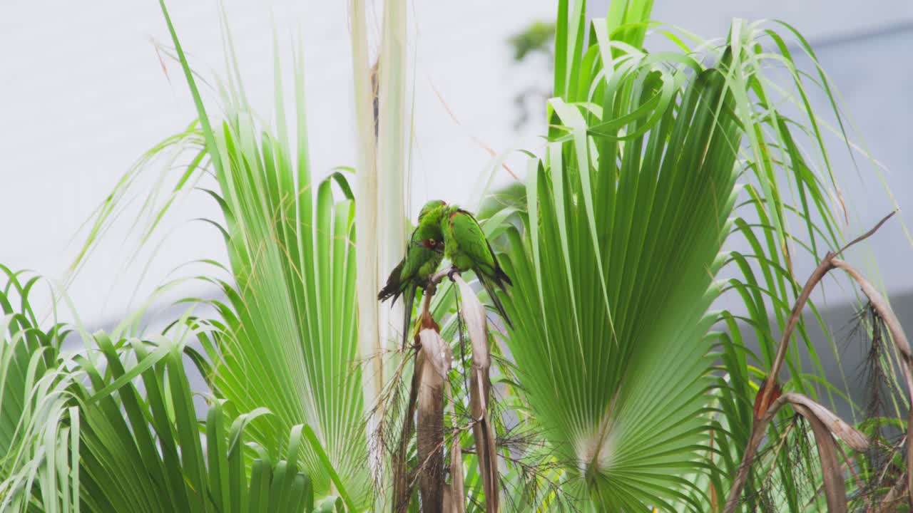 Two vibrant green parrots perched on palm trees, displaying playful interaction