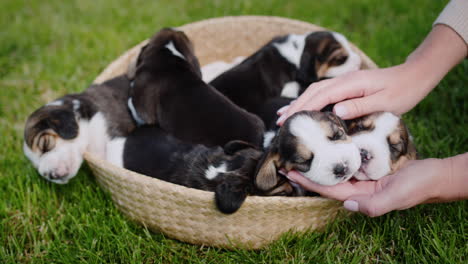 the owner of the puppies gently touches his pets, who are napping in a basket