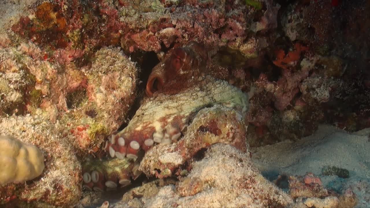 pulpo sentado en un arrecife de coral tropical mostrando tentáculos y ventosas