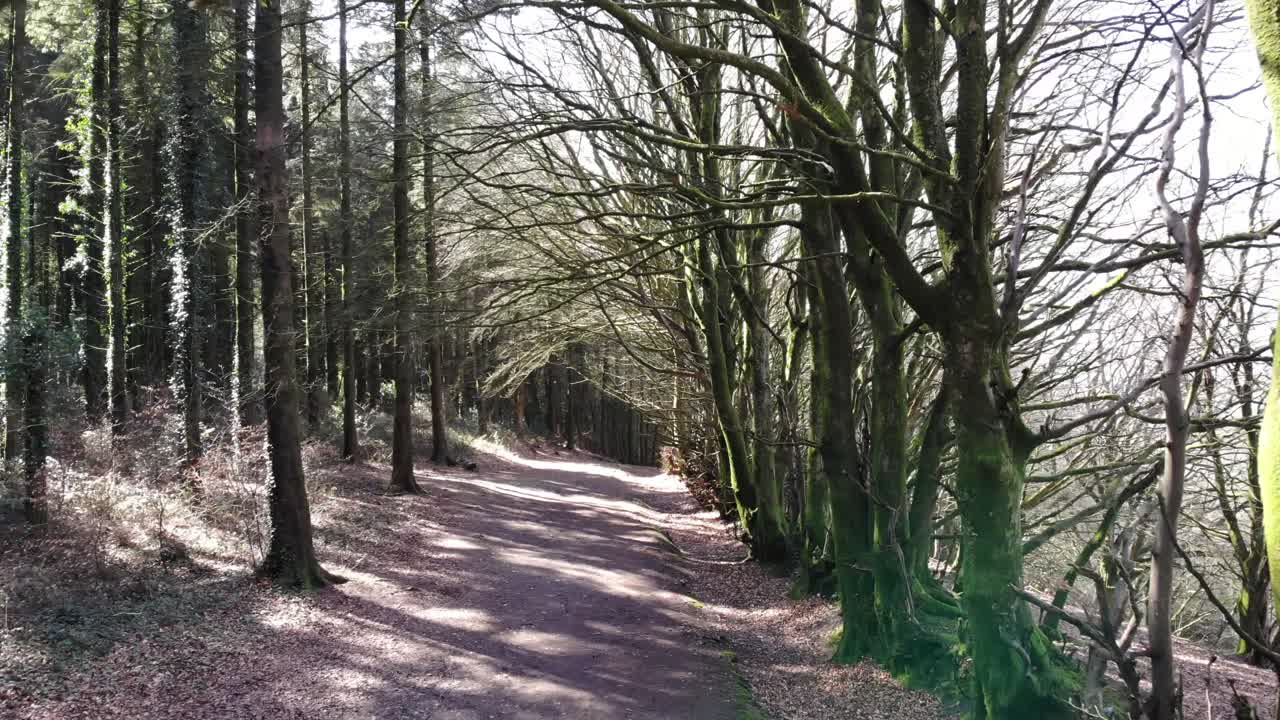 Forward shot along a woodland path on a spring day with the sunlight shining through the trees