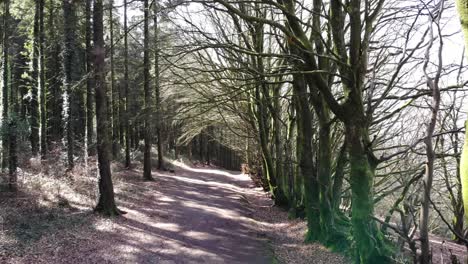 Disparo-Hacia-Adelante-A-Lo-Largo-De-Un-Sendero-Del-Bosque-En-Un-Día-De-Primavera-Con-La-Luz-Del-Sol-Brillando-A-Través-De-Los-árboles