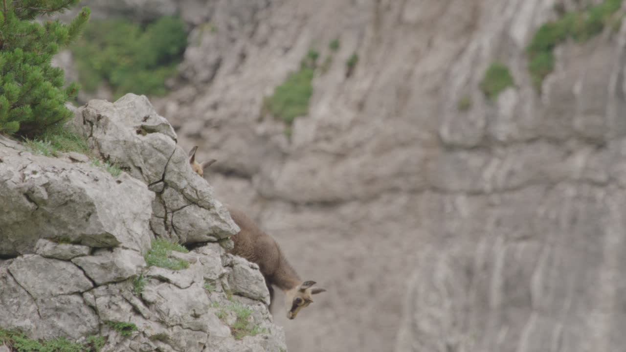 primer plano: cachorros de gamuza escalando una roca en lo alto de las montañas