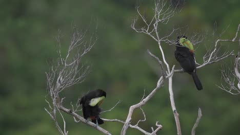 Toucan-Duo-in-Natural-Habitat