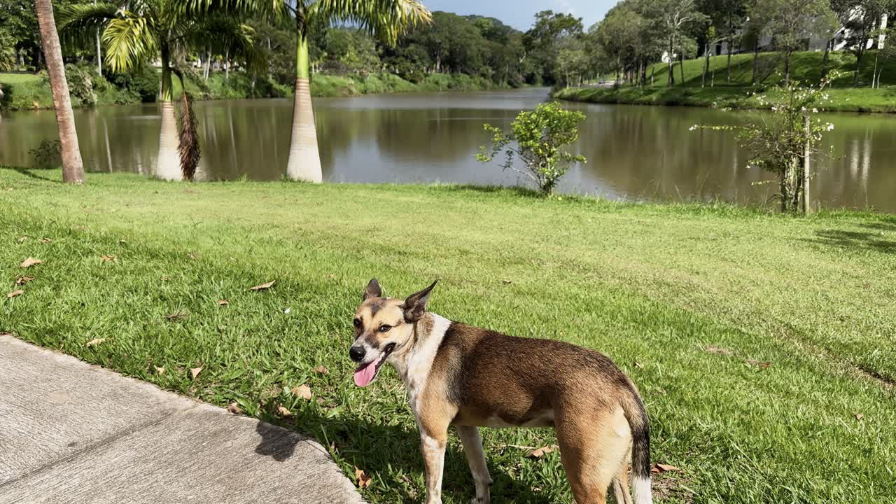 4K video of a mixed-breed dog standing on a vibrant green lawn at Viçosa University. The scene features palm trees and a serene lake in the background, highlighting the natural beauty of the location.