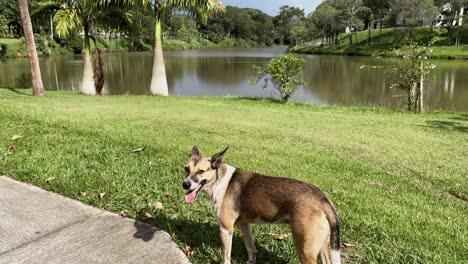 4k video of a mixed-breed dog standing on a vibrant green lawn at viçosa university. the scene features palm trees and a serene lake in the background, highlighting the natural beauty of the location.