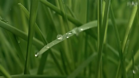 green grass close-up raindrops slowly falling on the grass.